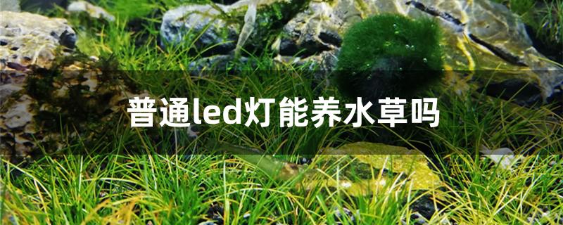 普通led燈能養(yǎng)水草嗎 龍鳳鯉魚