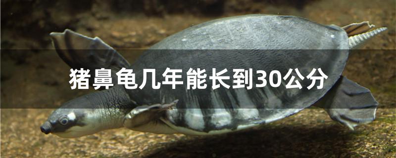 猪鼻龟几年能长到30公分