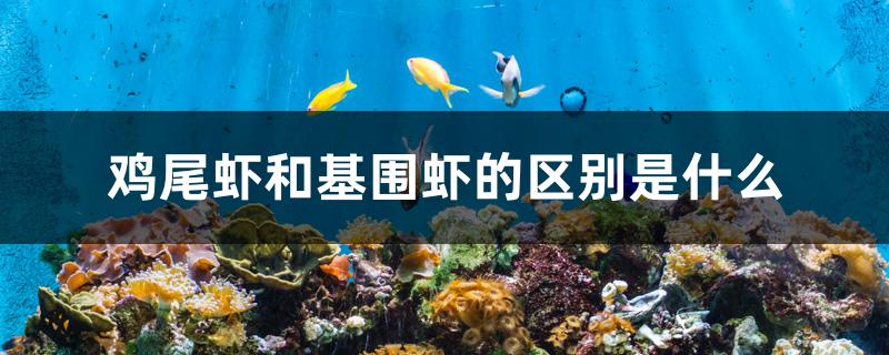 鸡尾虾和基围虾的区别是什么 观赏鱼疾病