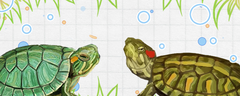 格兰德彩龟和巴西龟的区别是什么，能一起养吗