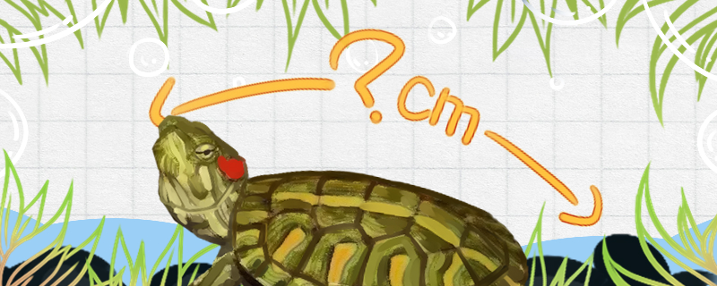 格兰德彩龟能长多大，能活多久