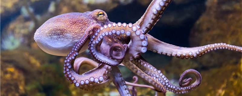 The IQ of an octopus is equivalent to that of a person of a few years old.
