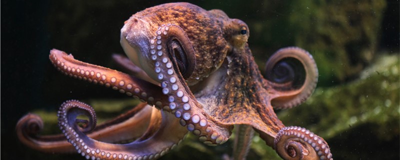 Does the octopus change color, does it make calls?