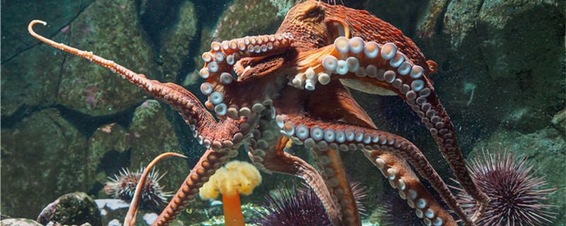 Can an octopus live on shore? How long can it live out of water?