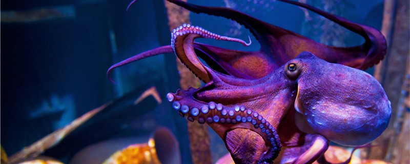 How big can an octopus grow and how big can it reproduce?