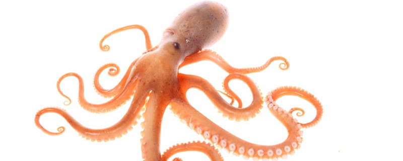 Is the octopus a fish, a social animal?