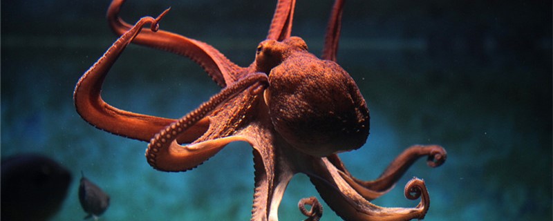 How many brains and hearts does an octopus have?