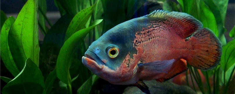 地図魚は熱帯魚でしょうか、何度の水温が必要か