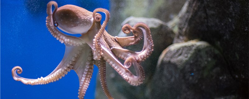 What does the octopus eat and how does it hunt?