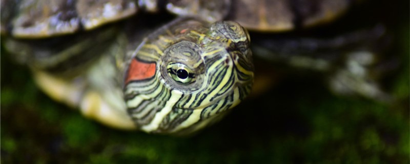 What and how often do Brazilian red-eared turtles eat?