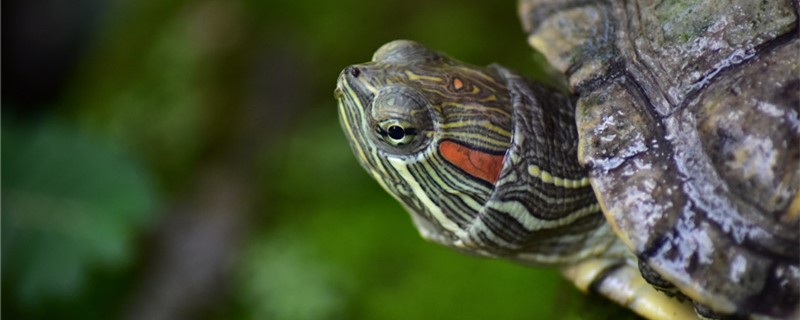 How old is the Brazilian red-eared tortoise? How to raise the newborn tortoise?