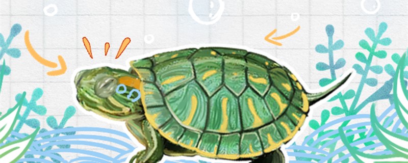 巴西红耳龟是水龟吗，可以干养吗