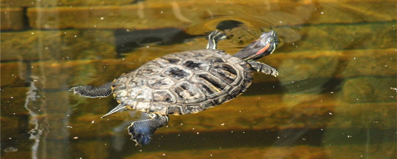 How many years can the Brazilian red-eared turtle live and how old is an adult?