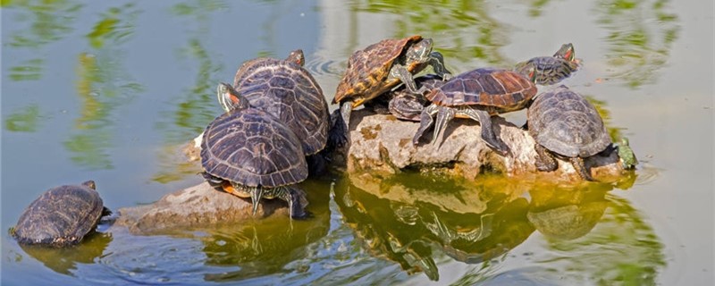 巴西红耳龟能长多大，多大能繁殖
