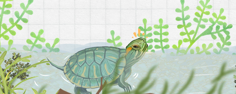 How long can the Brazilian red-eared turtle live and how big can it grow?