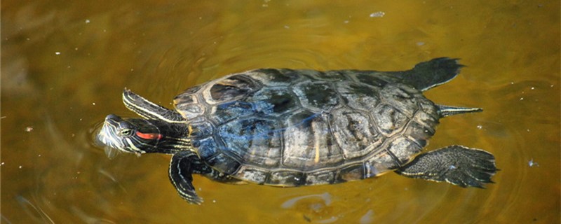 Brazilian red-eared turtle how to divide male and female, male and female can be
