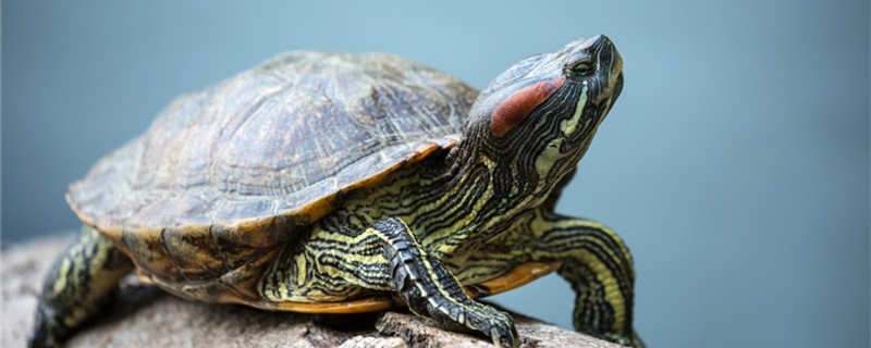 How do red-eared turtles lay their eggs and how long do they hatch?