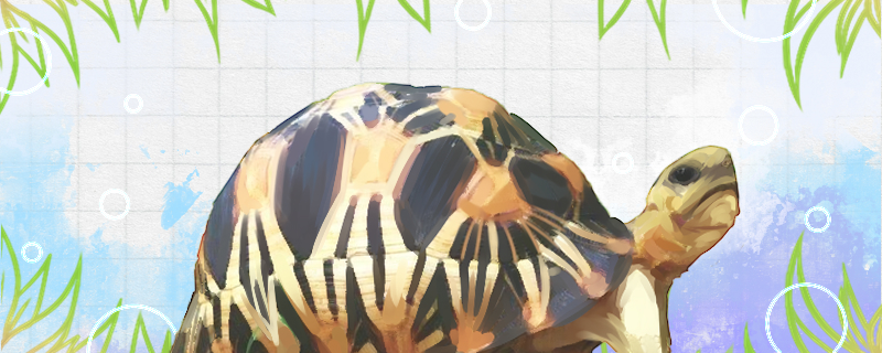 辐射陆龟怎么养，需要躲避吗