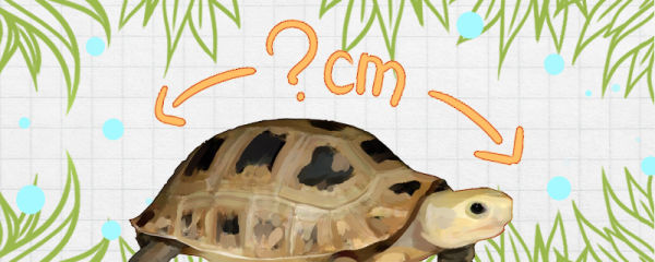 缅甸陆龟寿命多长，能长多大
