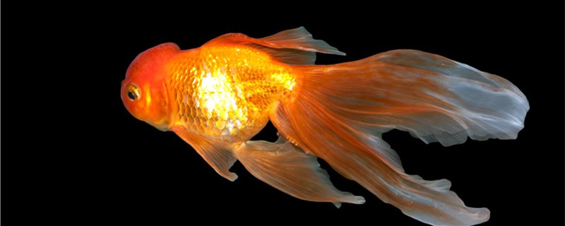 How does goldfish raise, need to fill oxygen?