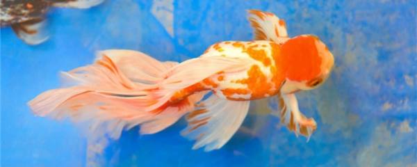 金鱼的繁殖方法是什么，亲鱼如何选择