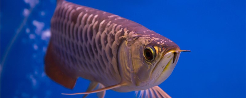 金竜魚は何を食べて成長が速いのか，どんな薬を飲まないのか