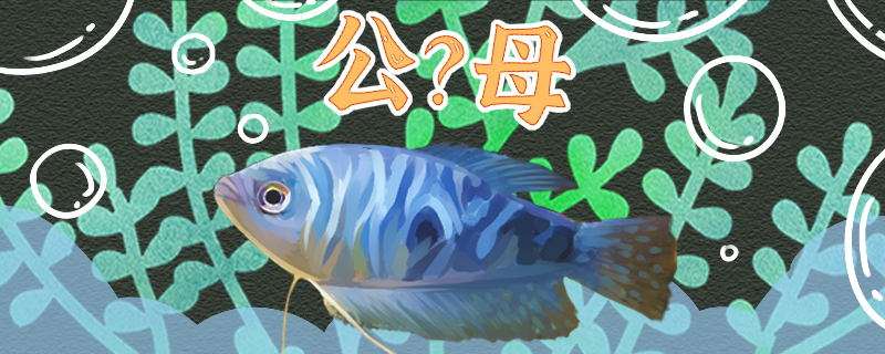 How does blue man arowana divide male and female, can male and female raise toge