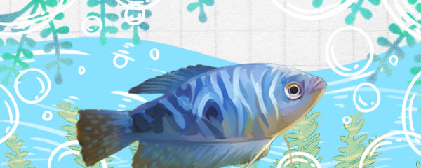 蓝曼龙怎么繁殖，繁殖时吃小鱼吗