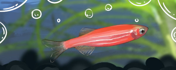 红斑马鱼能长多大，能活多久