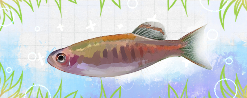 虹带斑马鱼好养吗，怎么养