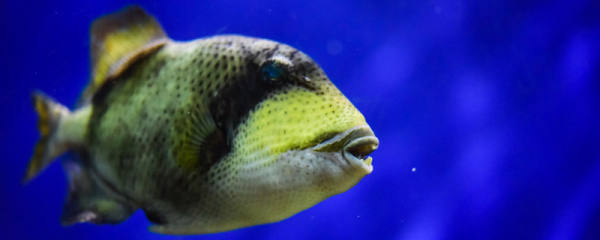 鱼类是脊椎动物吗 鱼类的体形有哪几种 鱼百科