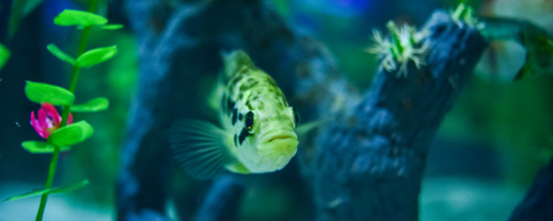 養魚池の水は濁ってどのように処理して、養魚池はどのように消毒して殺菌しますか？