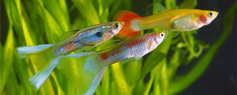 What does guppy fry eat to grow quickly, can you feed raw shrimp meat?