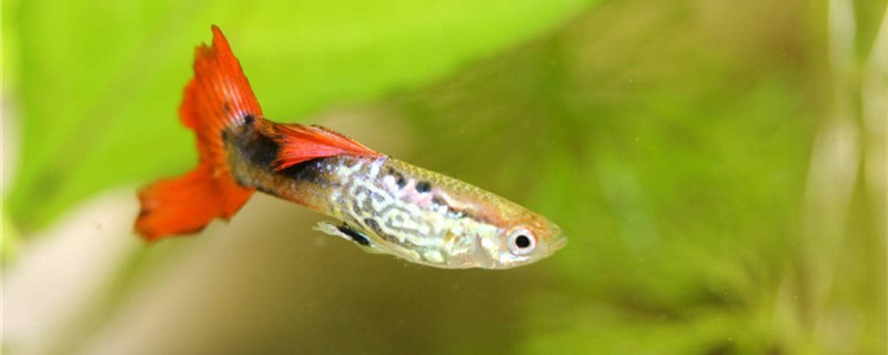 What reason is guppy tail close together, how to treat?