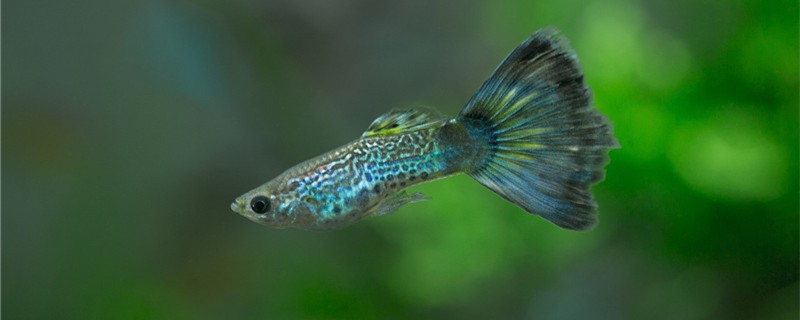Small guppy gets needle end disease what reason be, how to treat?