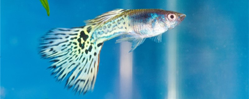 The augury that guppy gives birth to small fish has what, how to judge guppy to