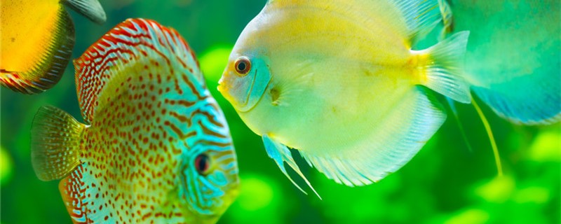 Colorful angelfish what is changing water method, how often to change water?