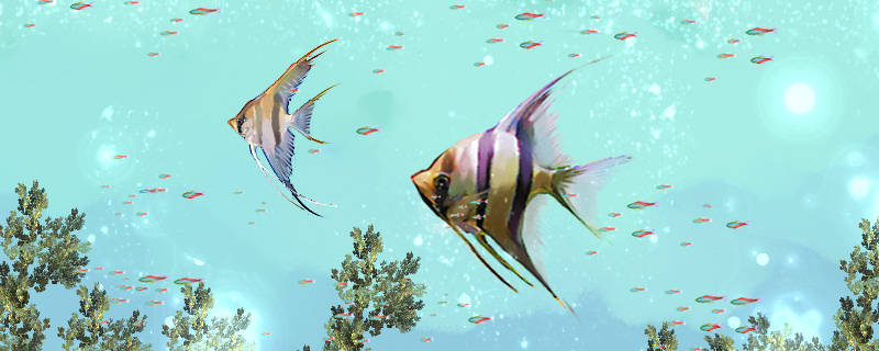 How long can angelfish live and how old can they reproduce?