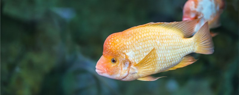 Small parrot fish how long can grow up, feed what grow fast?