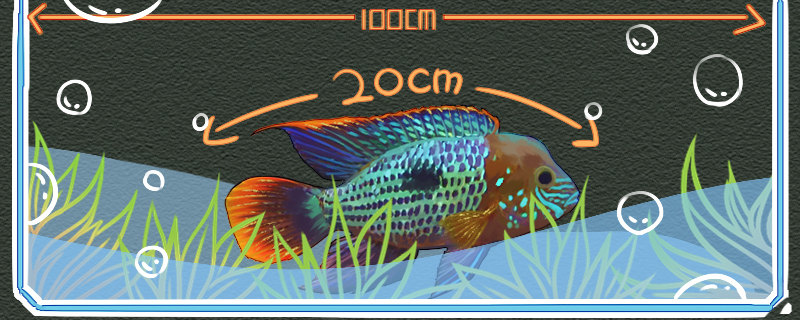 红尾皇冠鱼能长到多大，怎么养