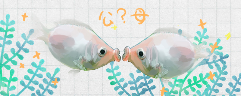 How does kissing fish divide male and female, can male and female mix raise?