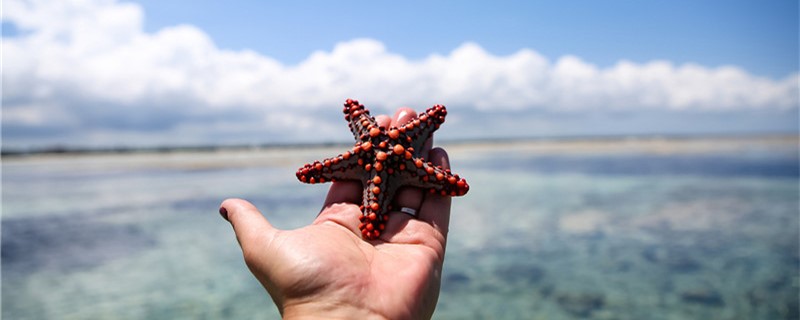 How and when do starfish breed?