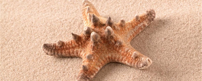 Does a starfish have feet? How many feet?
