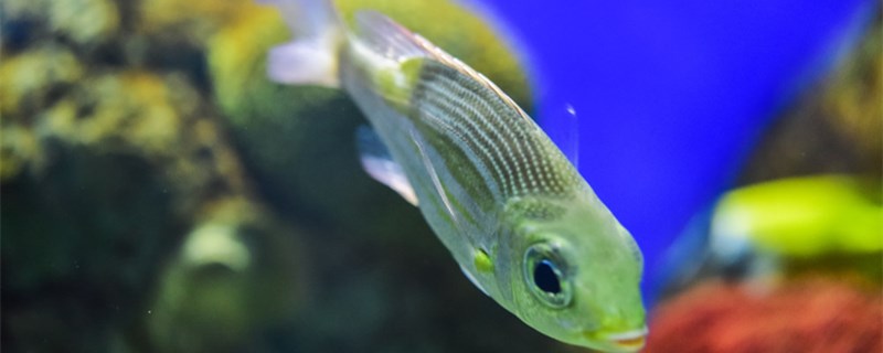 観賞魚は何を食べるのが早いのか、どうやって観賞魚に餌をやるのか