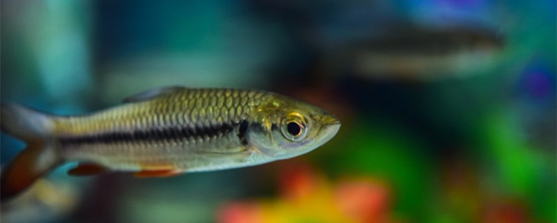 How to deal with the slight seepage at the bottom of the fish tank and how to cl