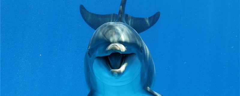 海豚吃东西要咀嚼吗为什么不嚼 祥龙龙鱼专用水族灯