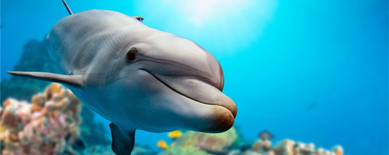 海豚吃鱼不需要嚼吗，为什么不咀嚼