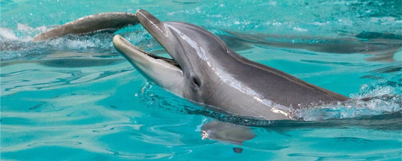 Do dolphins eat without chewing? What are the teeth for?