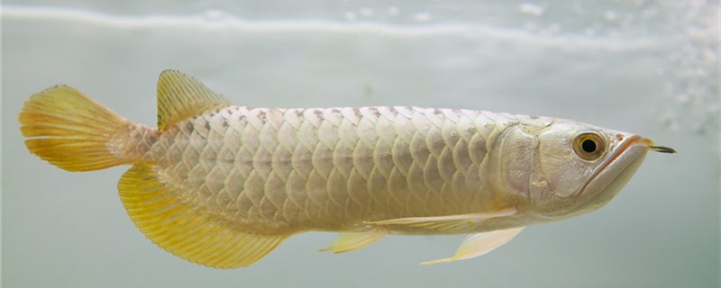 What reason is arowana eye has white film, how to handle?