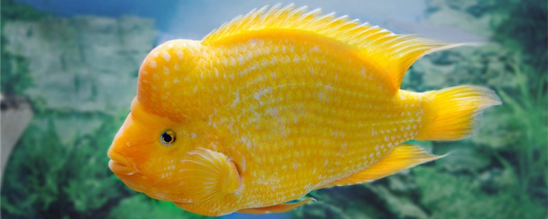 Will parrot fish bite other fish and can they be mixed with other fish?